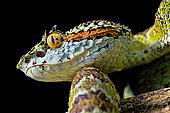 Portrait of Blotched palm-pit viper Bothriechis supraciliaris), endemic Costa Rica