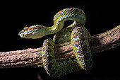 Blotched palm-pit viper Bothriechis supraciliaris), endemic Costa Rica