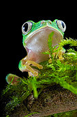 Portrait of Lemur Leaf-frog (Agalychnis lemur) on black background