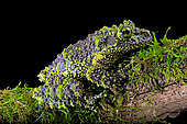Mossy frog (Theloderma corticale) from Tam-dao Vietnam on black background