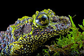 Portrait of Mossy frog (Theloderma corticale) from Tam-dao Vietnam on black background
