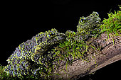 Mossy frog (Theloderma corticale) from Tam-dao Vietnam on black background