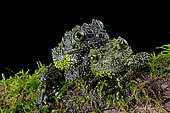 Mossy frog (Theloderma corticale) from Tam-dao Vietnam on black background