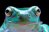 Portrait of Green tree frog (Dryopsophus caeruleus ex Lirotia caerulea) on black background.