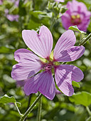 Lavatera clementii 'Brendon's Spring'