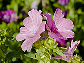 Lavatera trimestris 'Twins Hot'