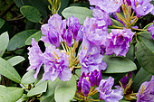 Rhododendron 'Fastuosum Flore Pleno' in bloom in a garden