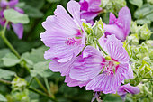 Lavatera clementii 'Brendon Springs'