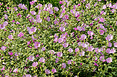 Lavatera clementii 'Brendon's Spring'