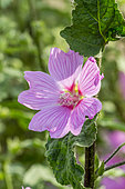 Lavatera clementii 'Brendon Springs'