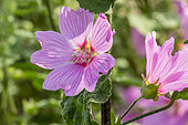 Lavatera clementii 'Brendon Springs'