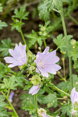 Malva alcea