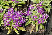 Semis de Lobularia maritima 'Wonderland Pastel'