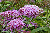 Buddleja davidii 'Pink Delight'