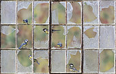 Blue tit (Cyanistes caeruleus) Great tit (Parus major) Tits perched in a broken window, England, Autumn