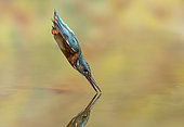 Kingfisher (Alcedo atthis) diving, England