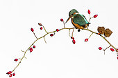Kingfisher (Alcedo atthis) Female perched amongst rose hips, England