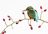 Kingfisher (Alcedo atthis) Female perched amongst rose hips, England