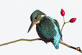 Kingfisher (Alcedo atthis) Female perched amongst rose hips, England