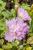 Alcea rosea 'Spring Celebrities Purple'