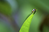 Ladybug (Coccinellidae sp) on a leaf, France
