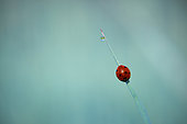 Sevenspotted lady beetle (Coccinella septempunctata) on a blade of grass, France