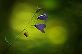 Sevenspotted lady beetle (Coccinella septempunctata) on Bellflower, France