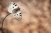 Apollo (Parnassius apollo) on flower, France