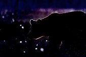 Brown Bear (Ursus arctos) backlit at dusk, Finland