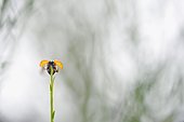 Sevenspotted lady beetle (Coccinella septempunctata) flying away, France