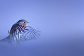 European Robin (Erithacus rubecula) in flight in winter, Isère, France