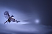 Crested Tit (Lophophanes cristatus) in flight in winter, Isère, France