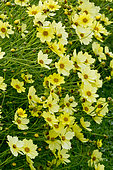 Coreopsis 'Full Moon' Obtenteur : Darrel Probst (USA)
