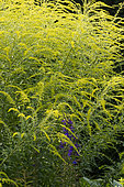 Solidago canadensis