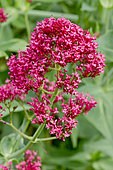 Centranthus ruber