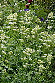 Valériane rouge (Centranthus ruber) à fleurs blanches
