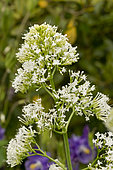 Centranthus ruber ‘Albus’