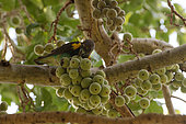 Meyer's parrot (Poicephalus meyeri) feeding on a fig tree, Botswana