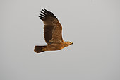 Tawny eagle (Aquila rapax) in flight, Botswana