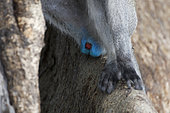 Vervet monkey (Chlorocebus p. pygerythrus) genital coloration of male , Botswana