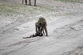 Chacma baboon (Papio ursinus) female and a dead baby, Botswana