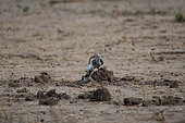 Red-billed hornbill (Tockus erythrorhynchus) with a rodent in the bill, Botswana