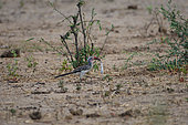Red-billed hornbill (Tockus erythrorhynchus) with a rodent in the bill, Botswana