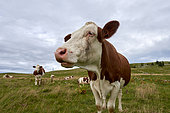 Portrait of a Montbéliard cow (Bos taurus domesticus) in a meadow, Franche-Comté, France