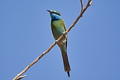 Green bee-eater (Merops orientalis), Saudi Arabia