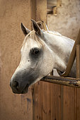 Portrait of Arabian horse (Equus caballus) in box, Saudi Arabia