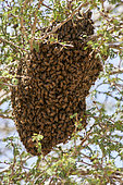 Hive of Yemeni honey bee (Apis melifera jemenitica) in acacia tree, Saudi Arabia