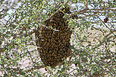 Hive of Yemeni honey bee (Apis melifera jemenitica) in acacia tree, Saudi Arabia