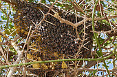 Hive of Yemeni honey bee (Apis melifera jemenitica), Saudi Arabia