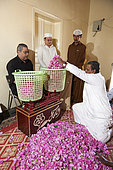 Roses weighing (Rosa damascena), Taif, Saudi Arabia